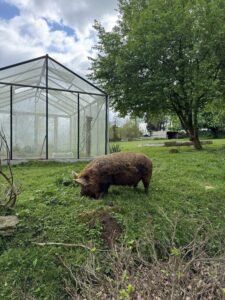 bacon une semaine en Bretagne Sud