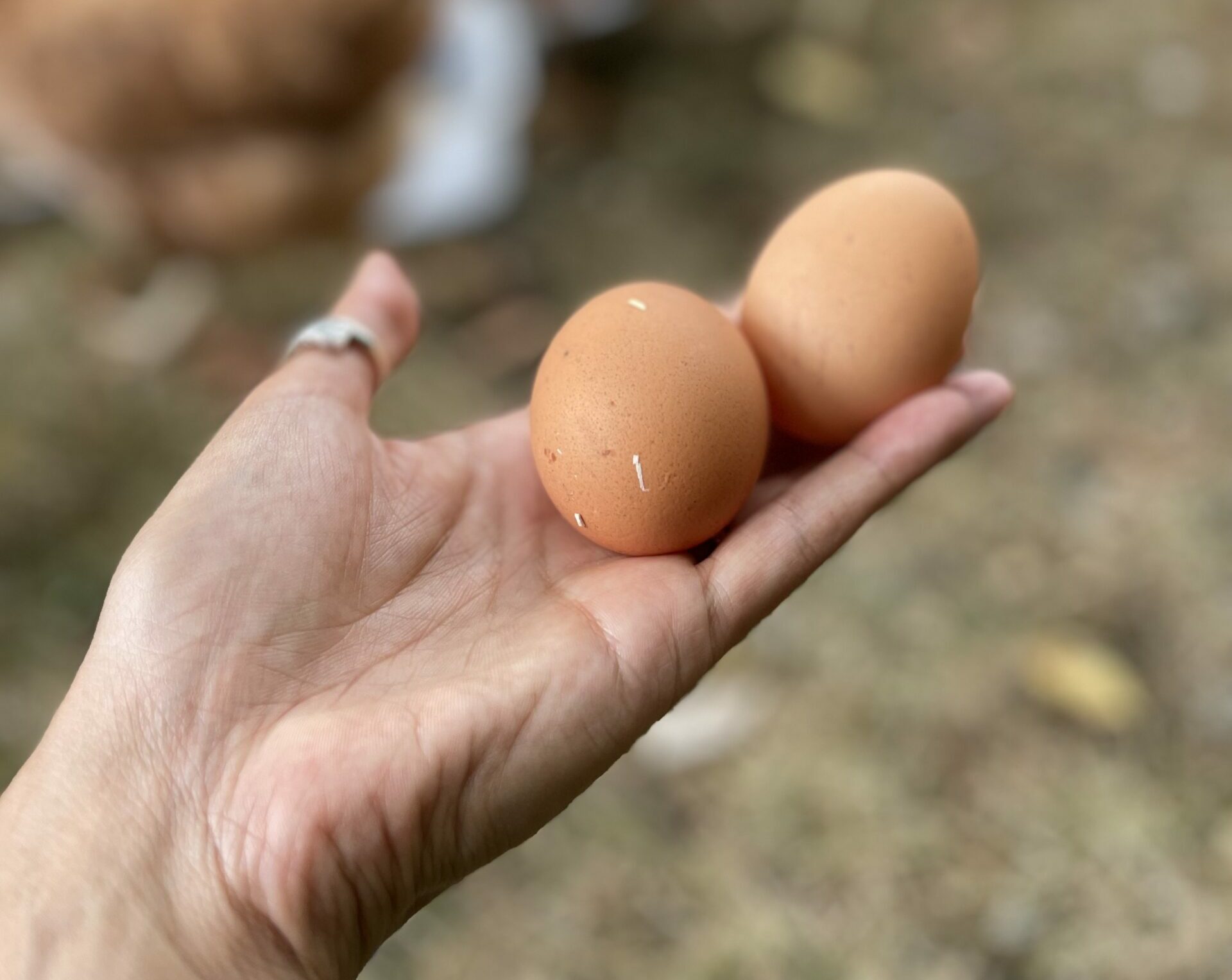 ponte accueillir des poules dans son jardin 