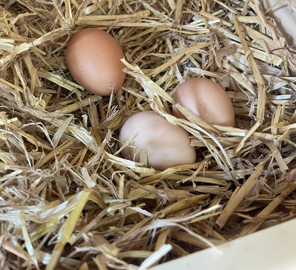 oeufs poules pondeuses